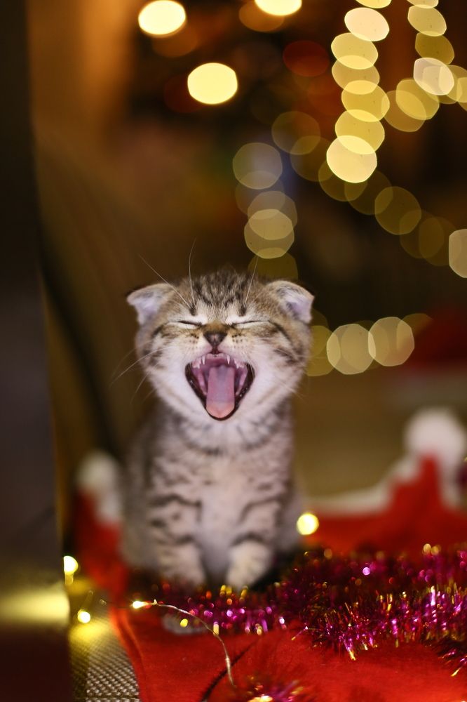 Photograph by Елена Катунина