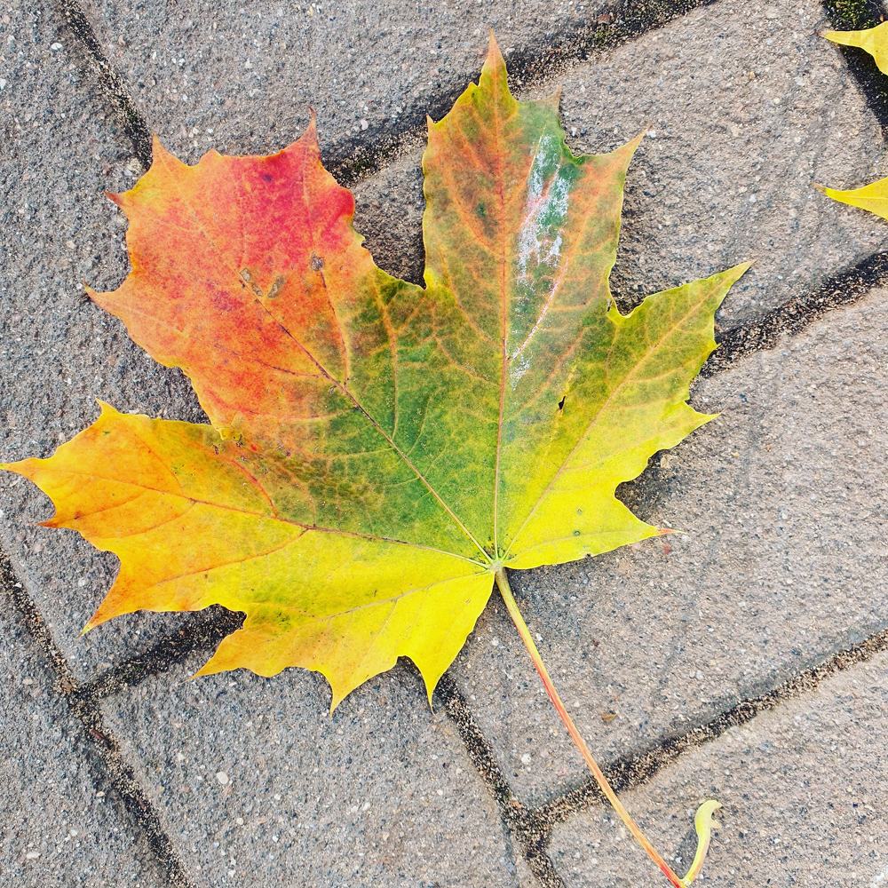 All the colors of autumn