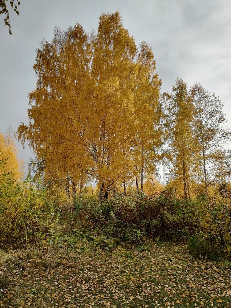 Photograph by Светлана Кудянова