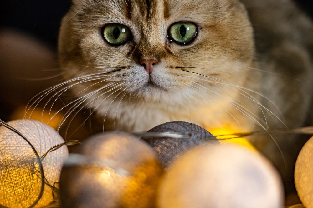 Photograph by Ирина Коновалова