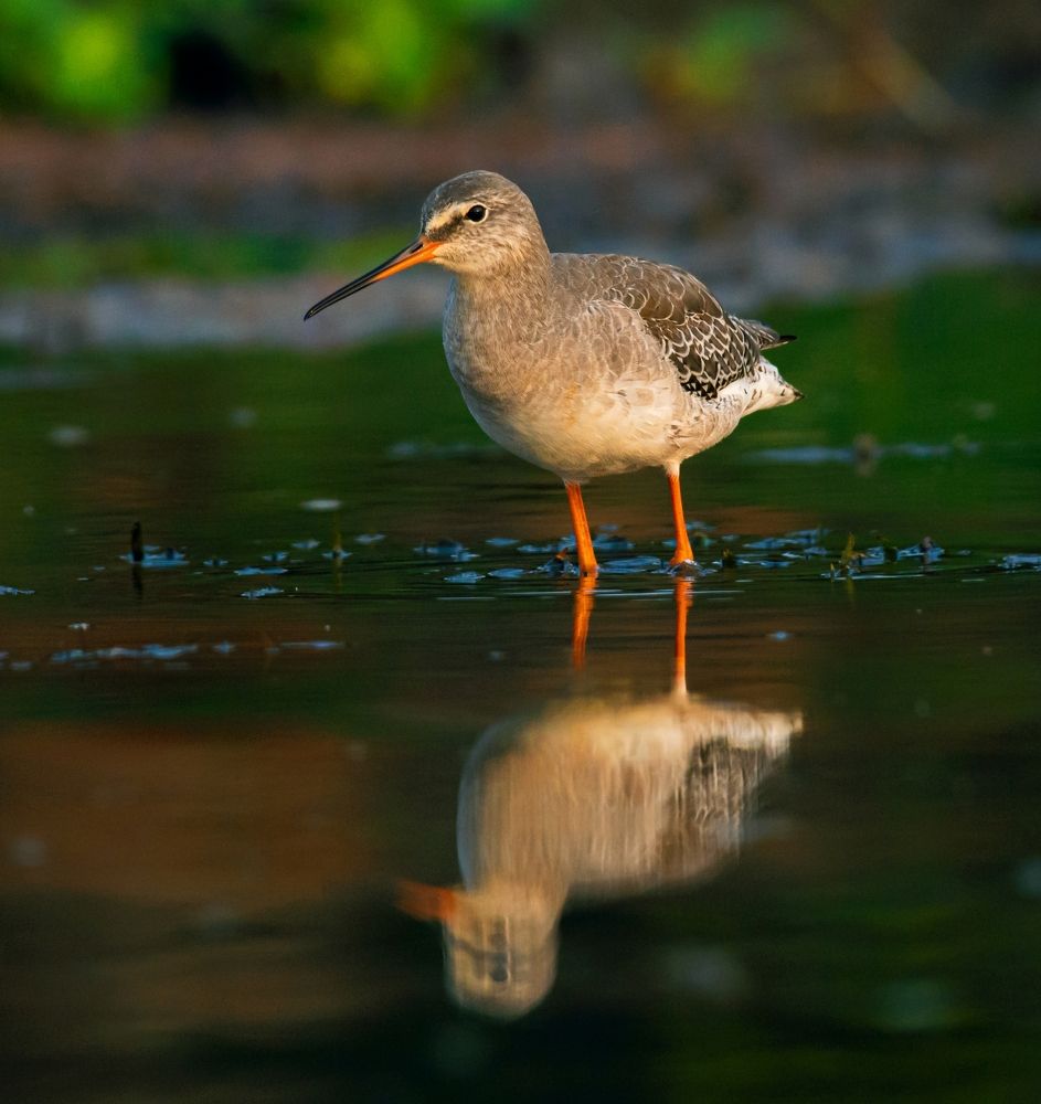 Photograph by Amrit Raj Sarkar