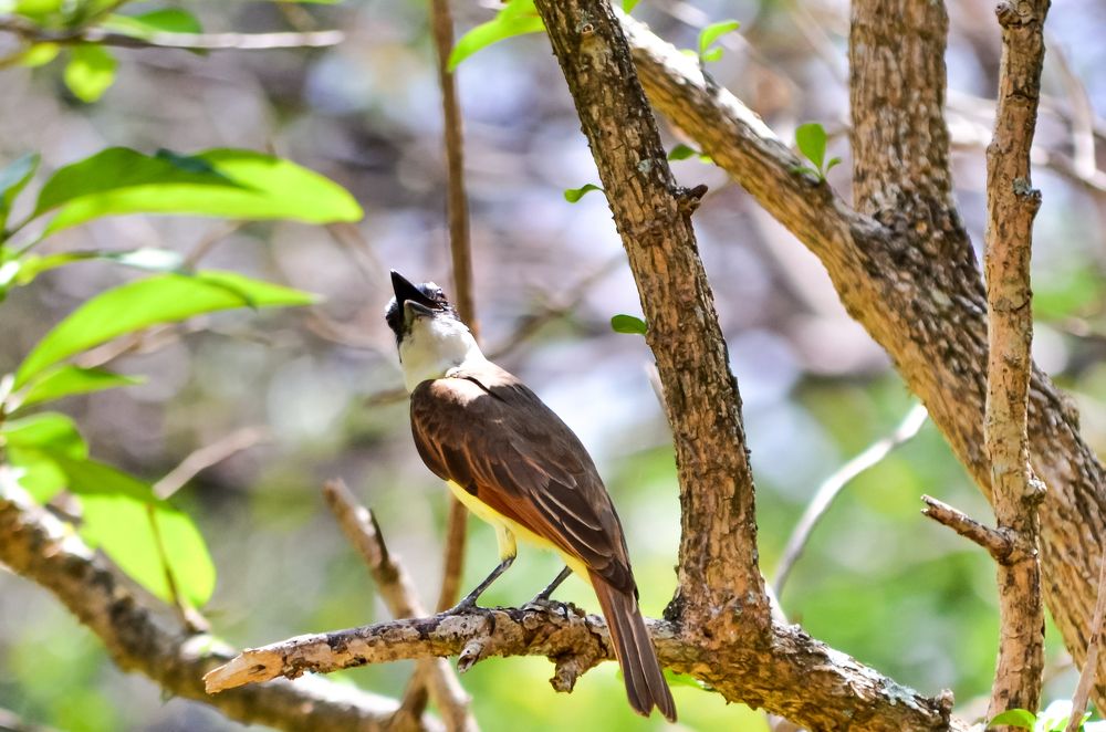 Фотография автора Adrian Alvarado