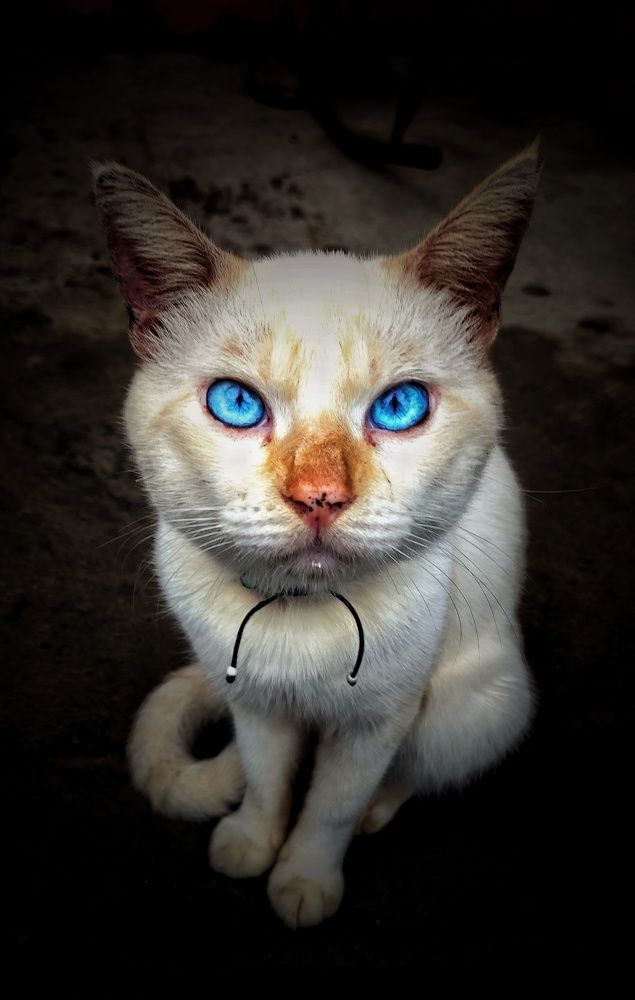 Фотография автора Diogo Thompson Ribeiro