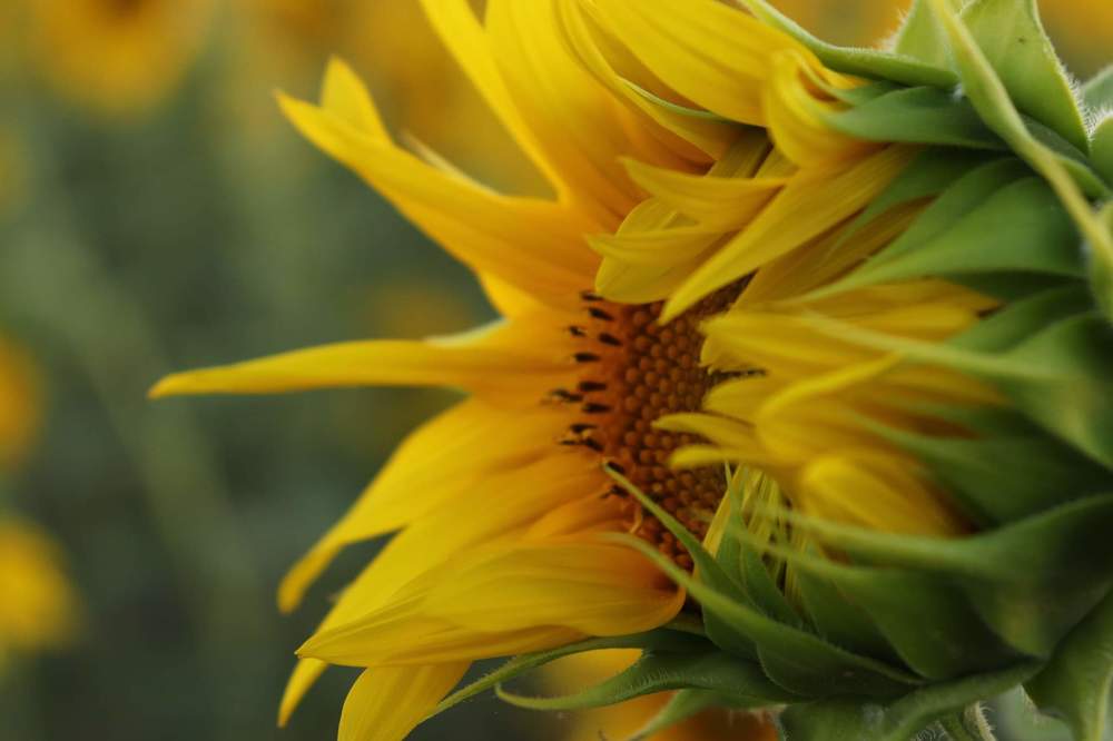 Фотография автора Green light