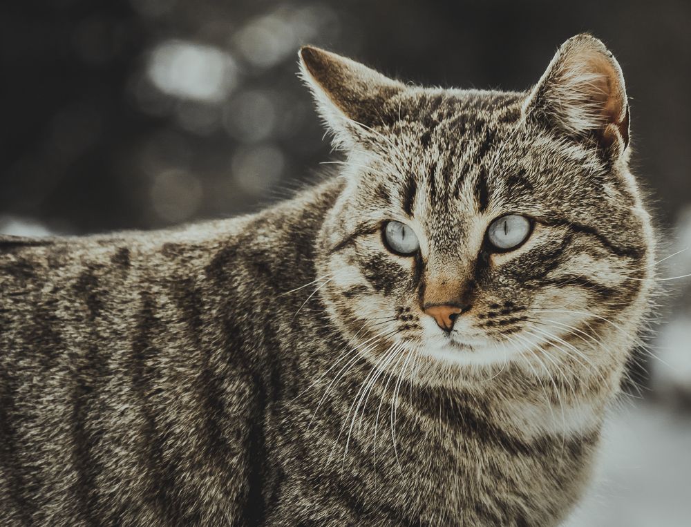 Фотография автора COMSA BOGDAN