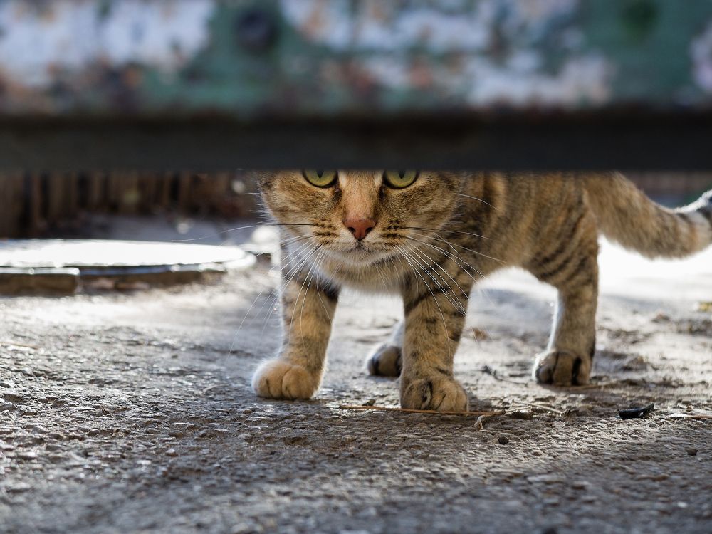 Photograph by Андрей Ларионов