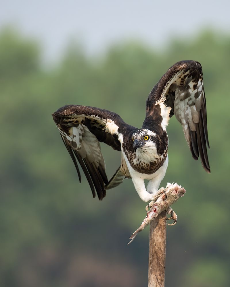 Фотография автора Sunny Saha Pramanick