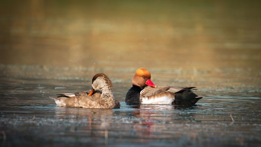 Photograph by Abhishek Mandal