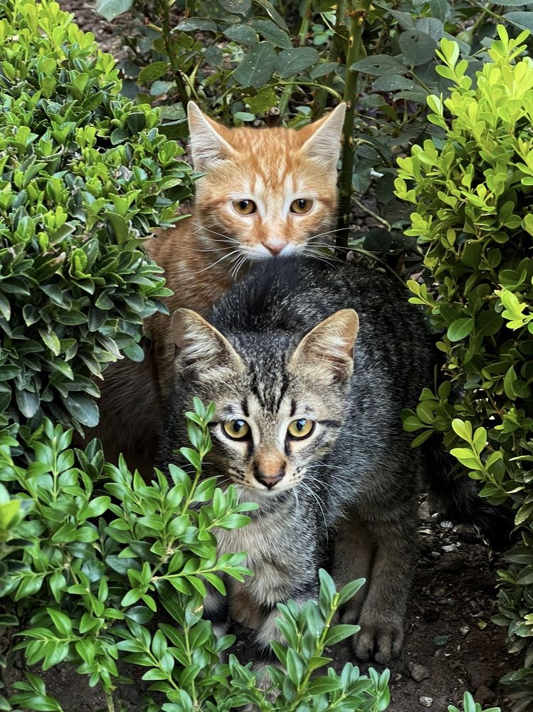 Photograph by Диана Гювенч