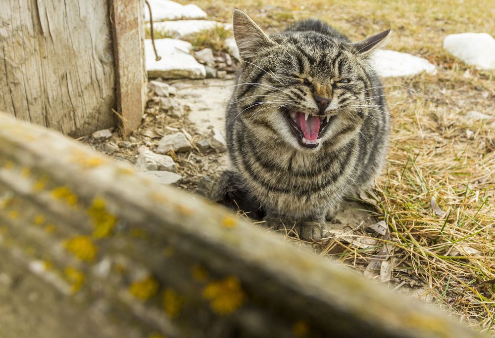 Фотография автора COMSA BOGDAN