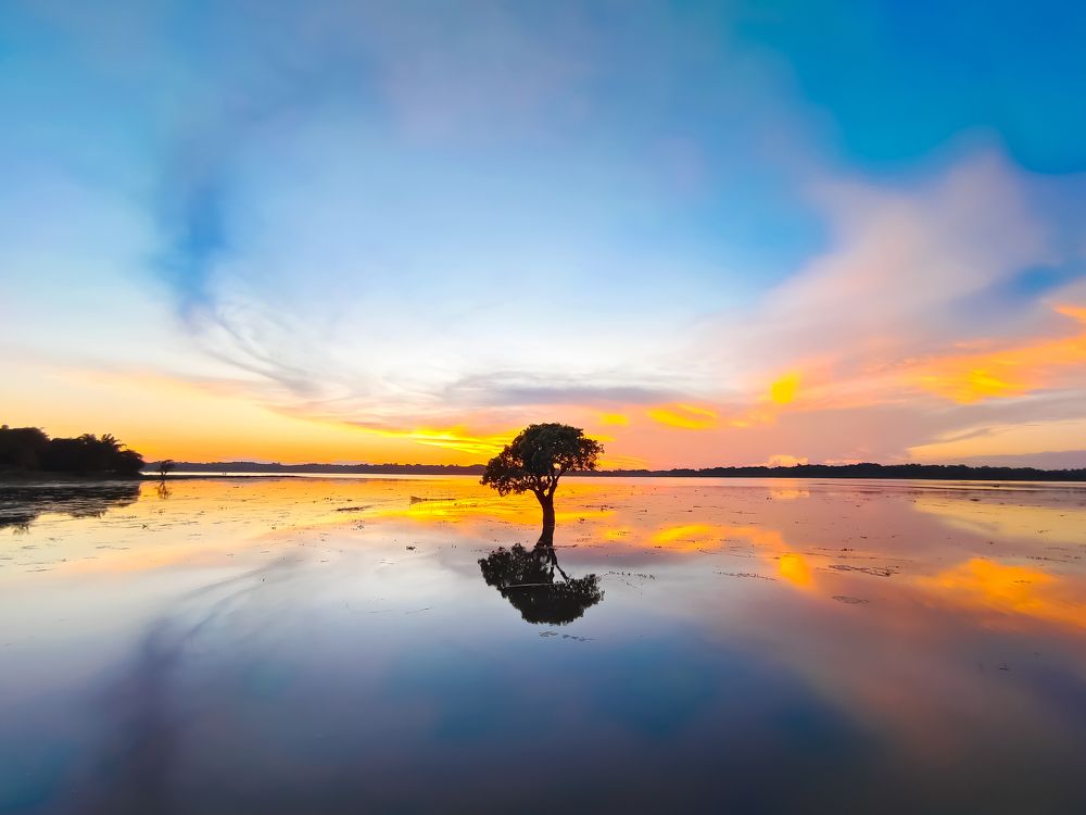Hizol tree (Barringtonia Acutangula) , A Rare tree