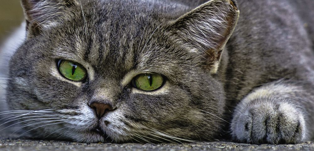 Photograph by Igor Tourovski