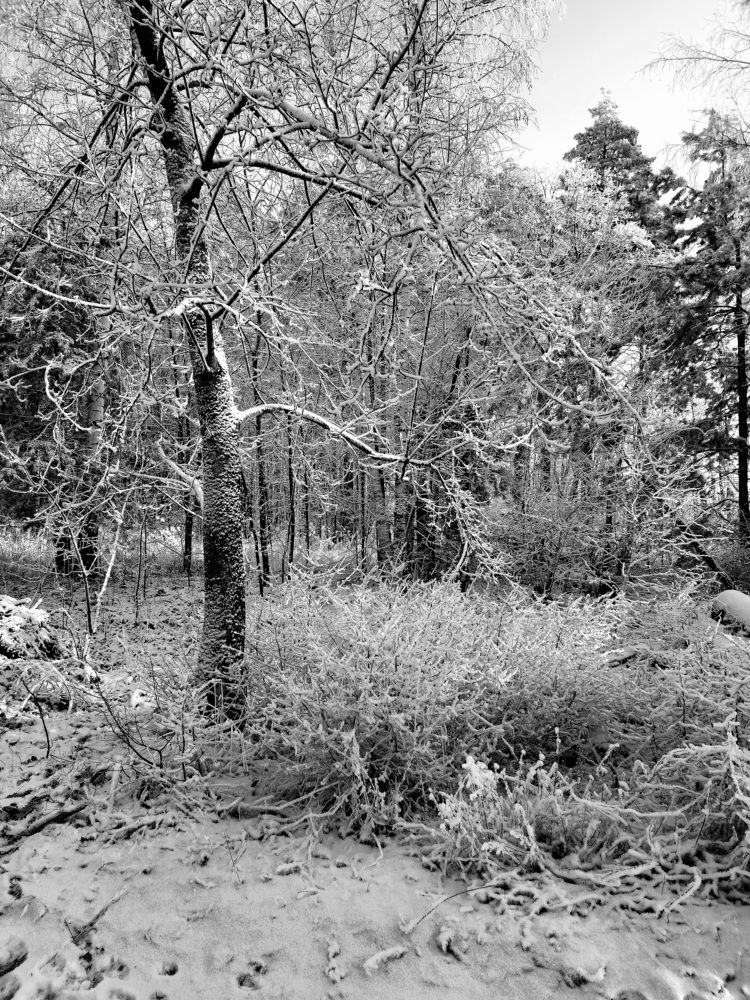 Черно-белая зима.