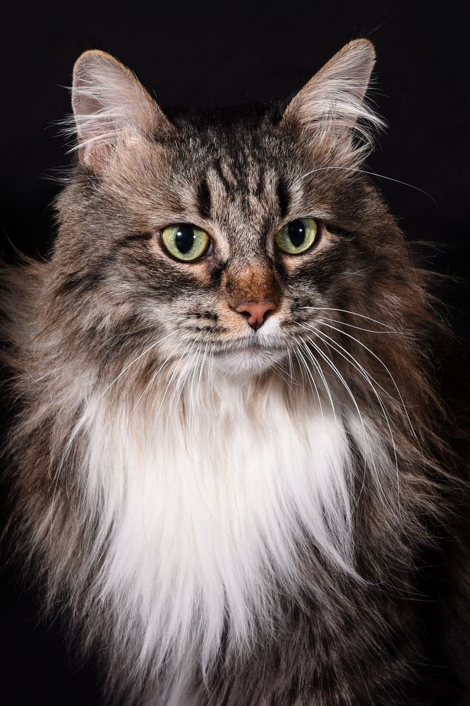 Siberian cat - Сибирский котик