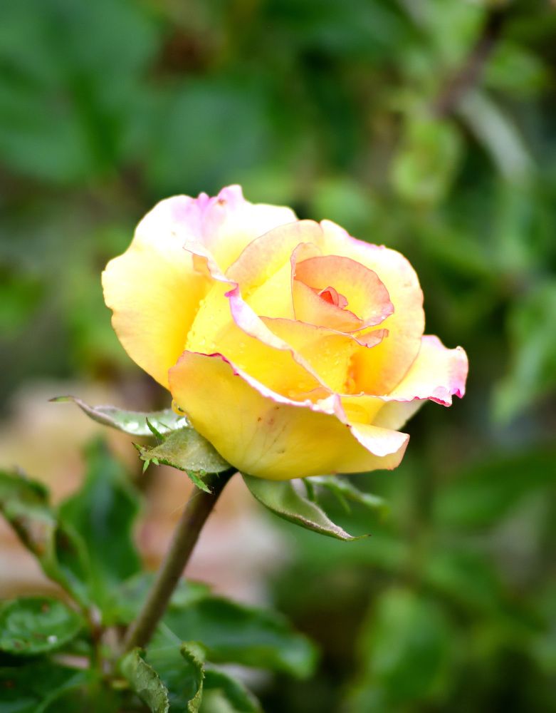 Фотография автора Tkachev Aleksey