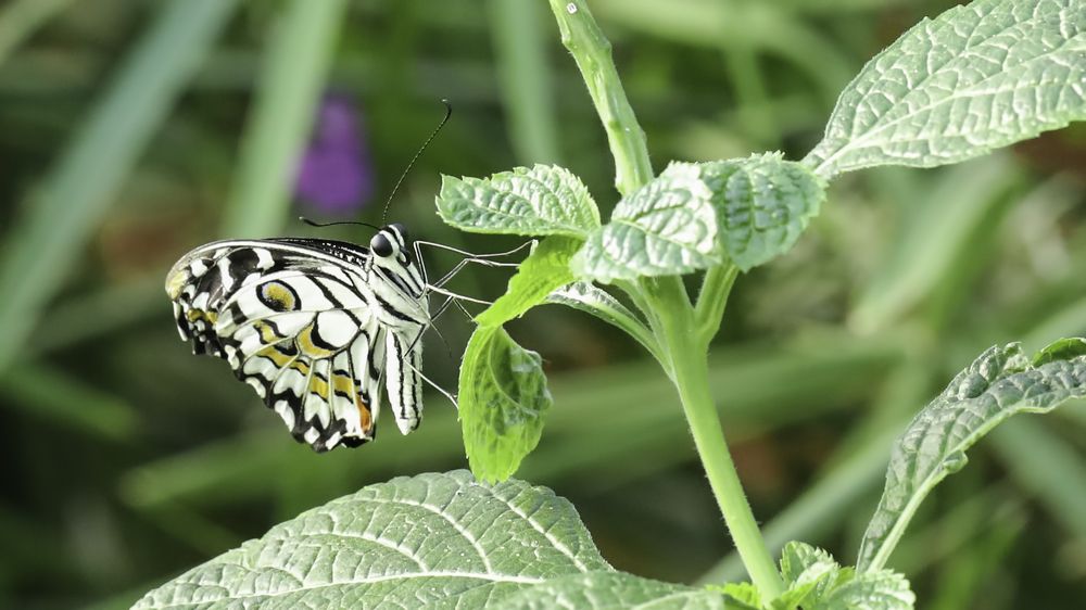Butterfly on Leaf