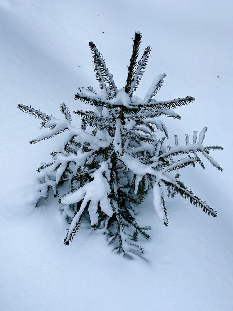 Photograph by Алина Сущинская