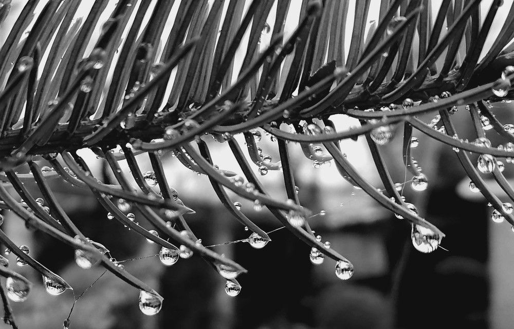 Photograph by Тамара Багровская