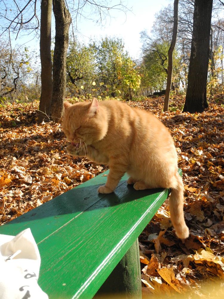 Photograph by Елена Ляпина