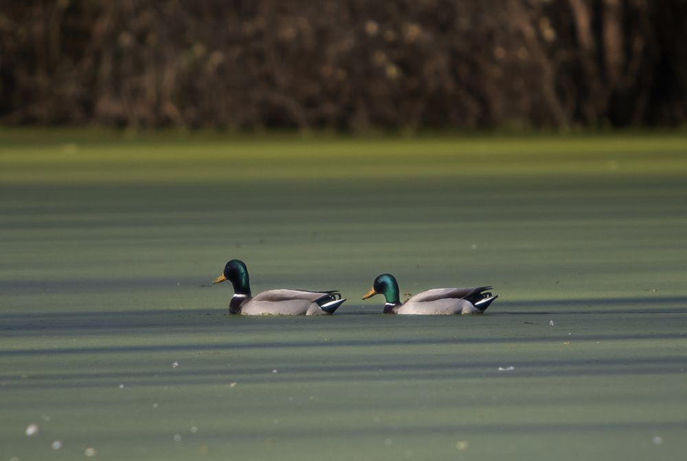 Photograph by luis peiteado