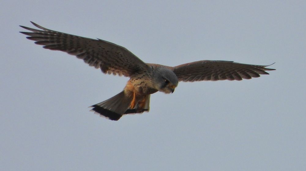 Птицы Крыма.