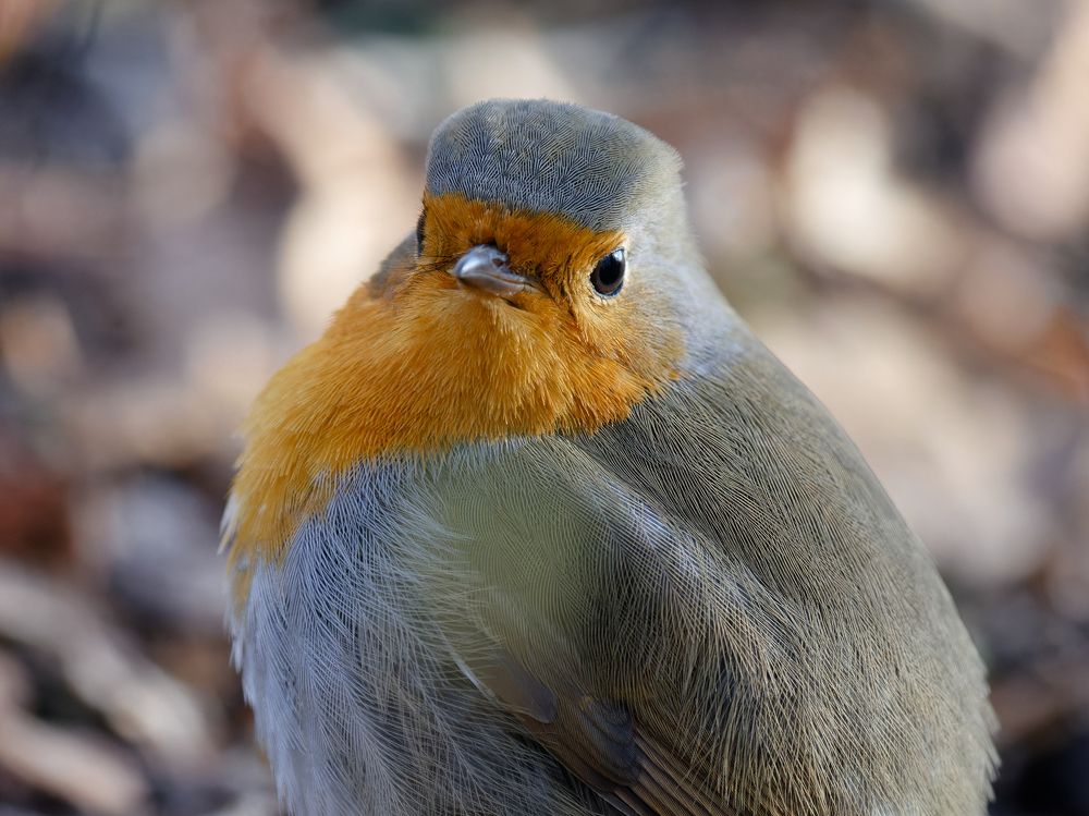 Round Robin
