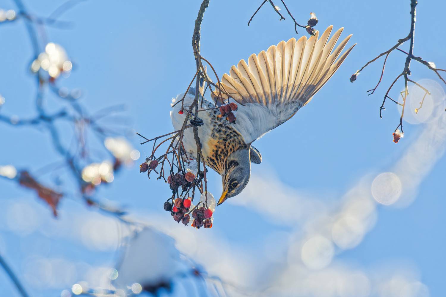 Determined Fieldfare