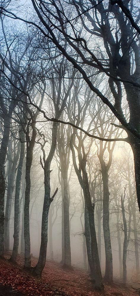 Таинственный лес