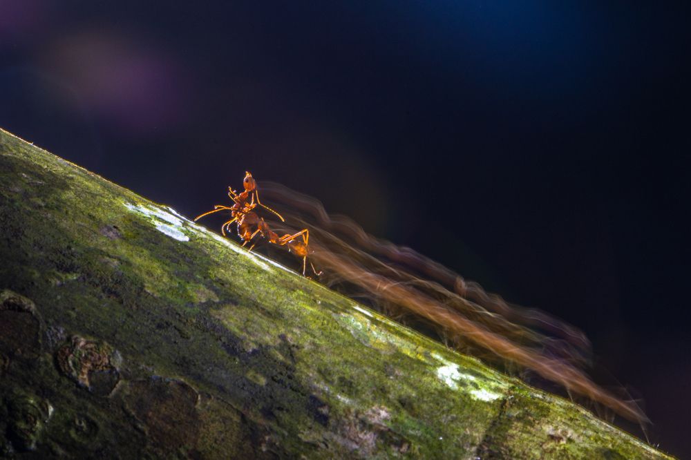 Photograph by Hikkaduwa Liyanage Prasantha Vinod