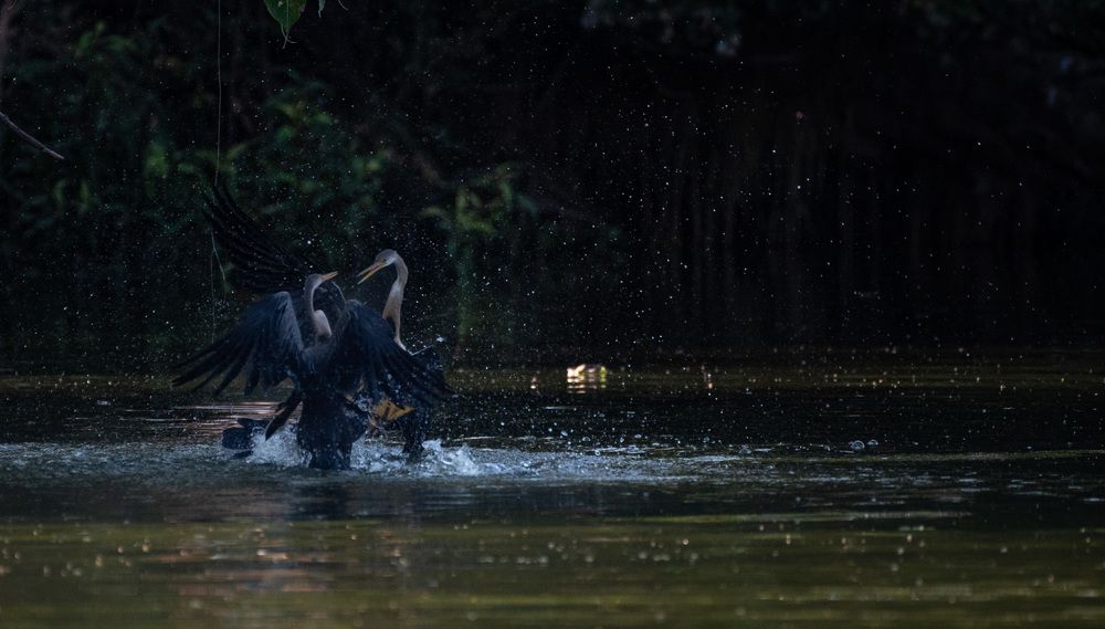 A fight for Existence