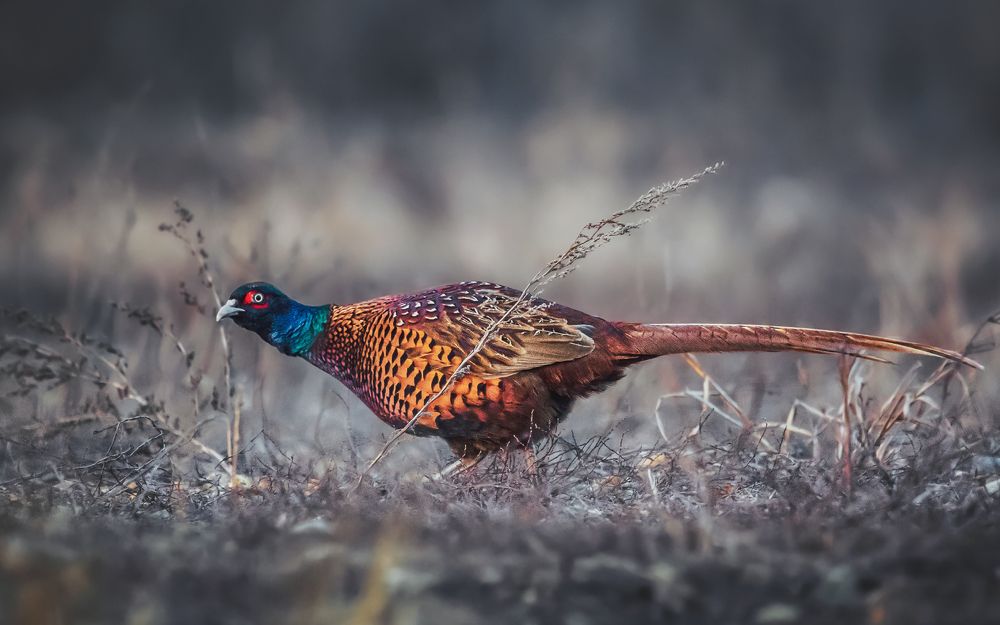 Крадучись...