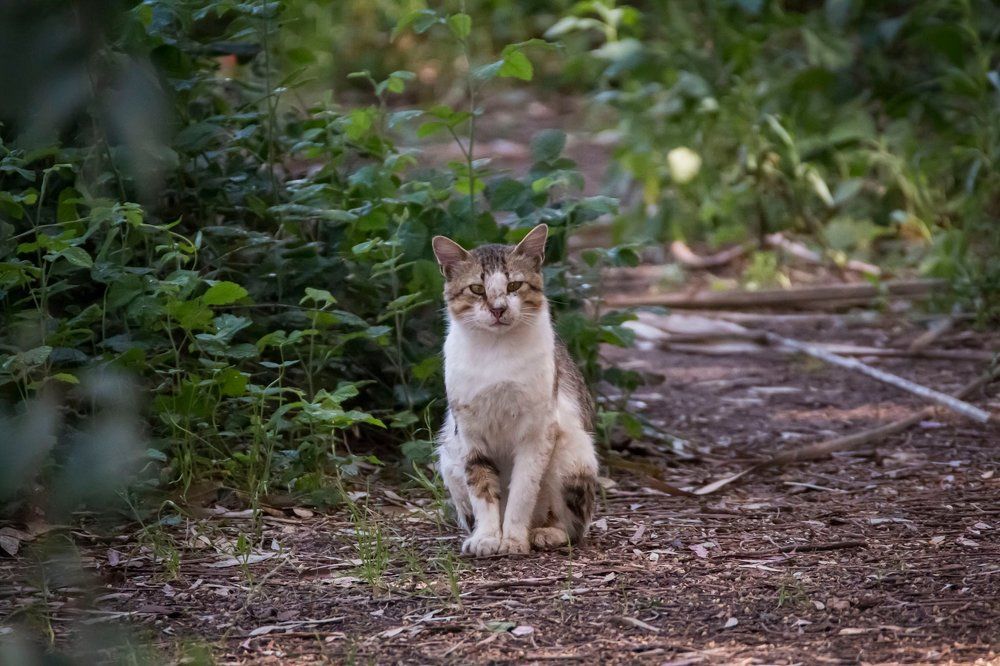 Photograph by Ольга Золототрубова