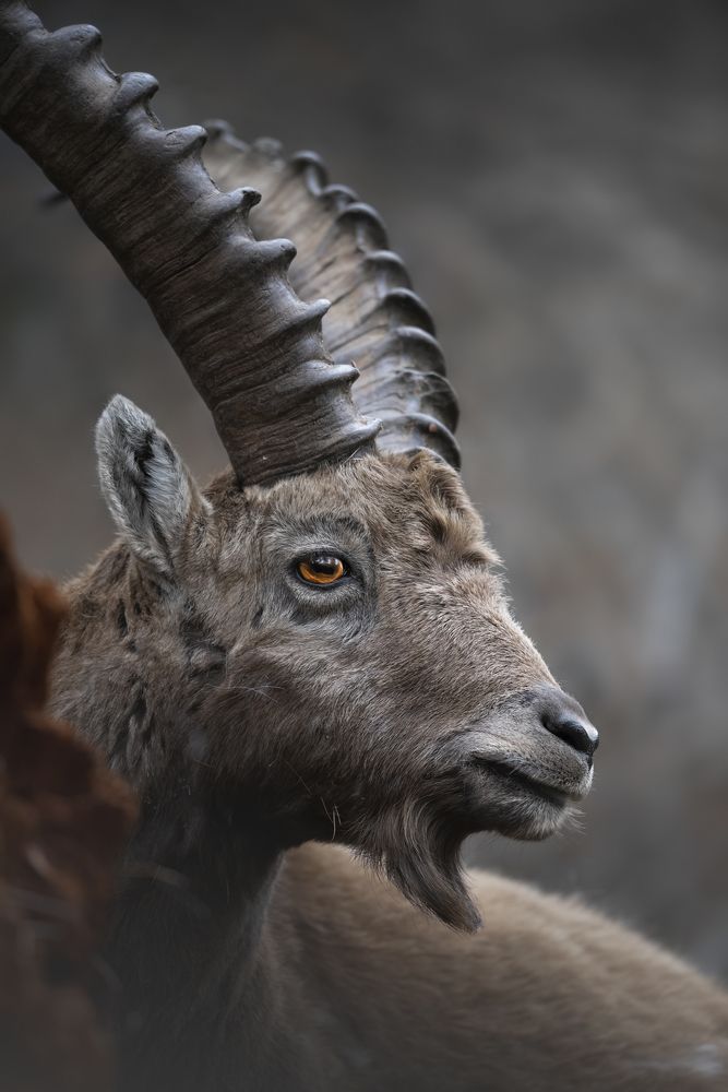 Photograph by Gabriele Corbellini