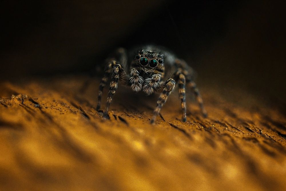 Photograph by Лейла Прощина