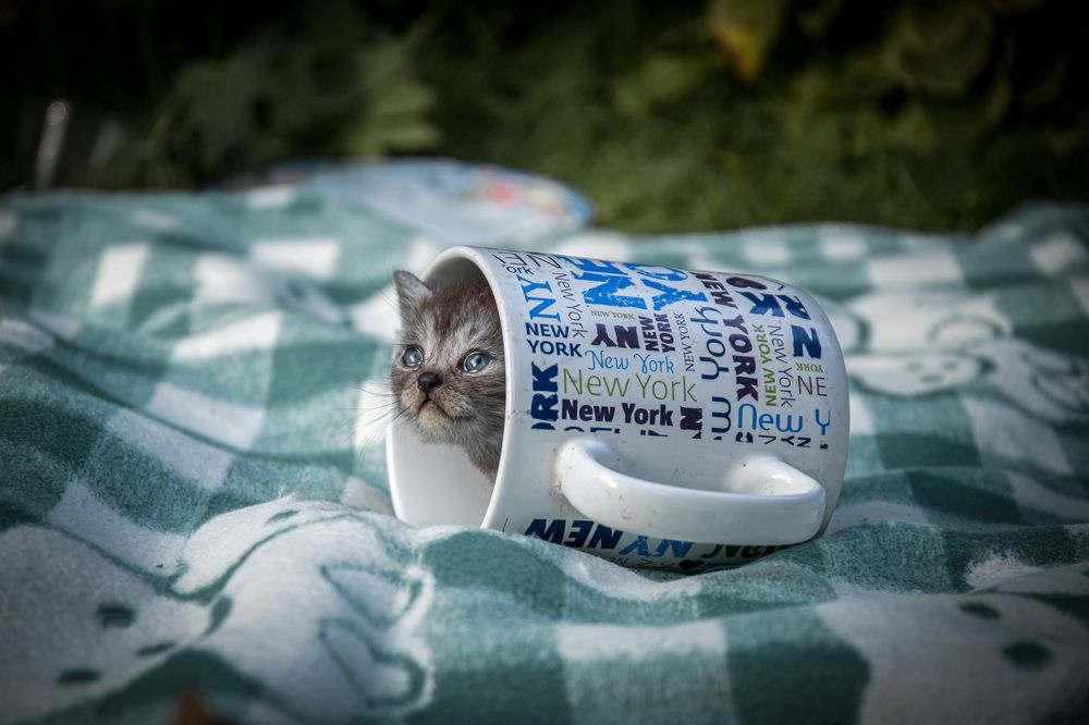 Photograph by Людмила Казак