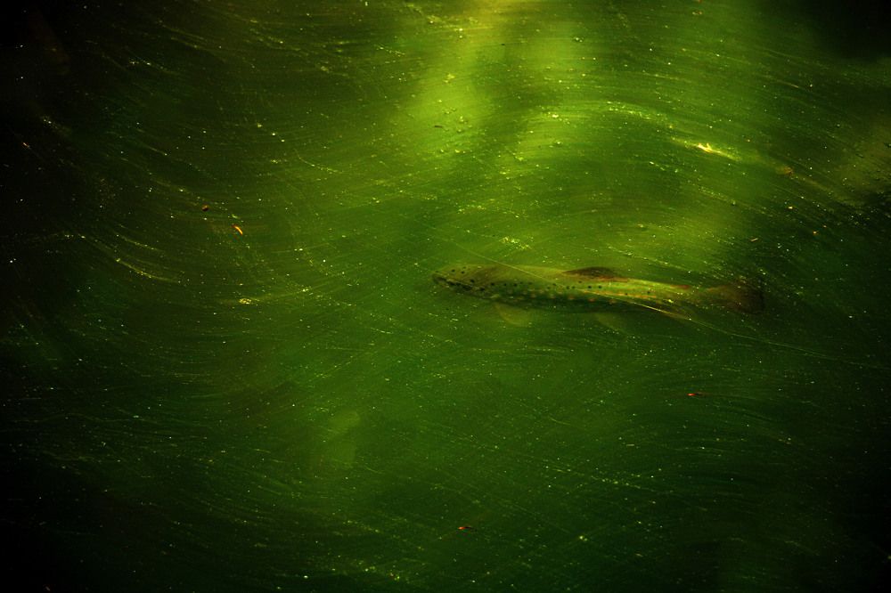 Photograph by Ali Abu Ras