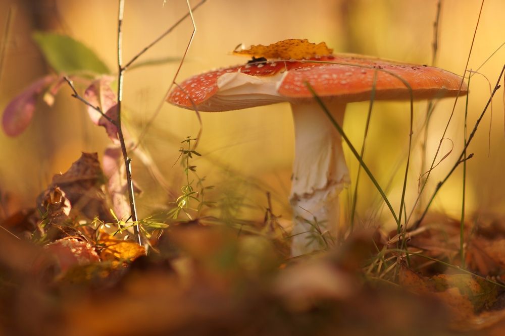 Photograph by Татьяна Шандромайло