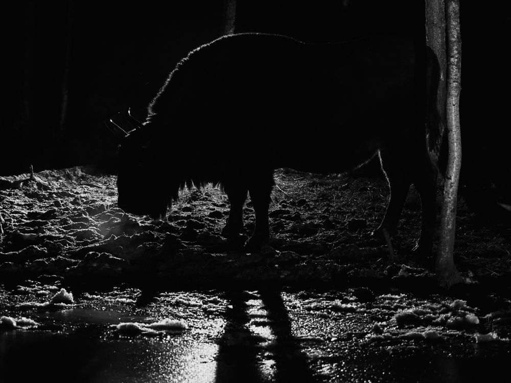 Фотография автора Петр Богомазов