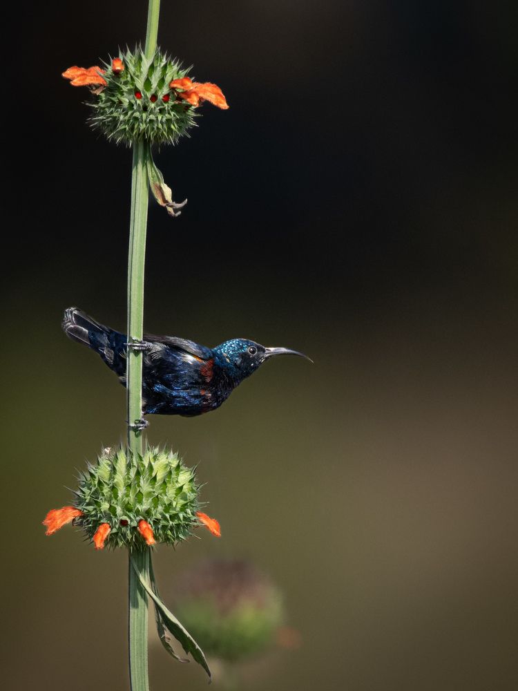 Photograph by Soumyadip Nag