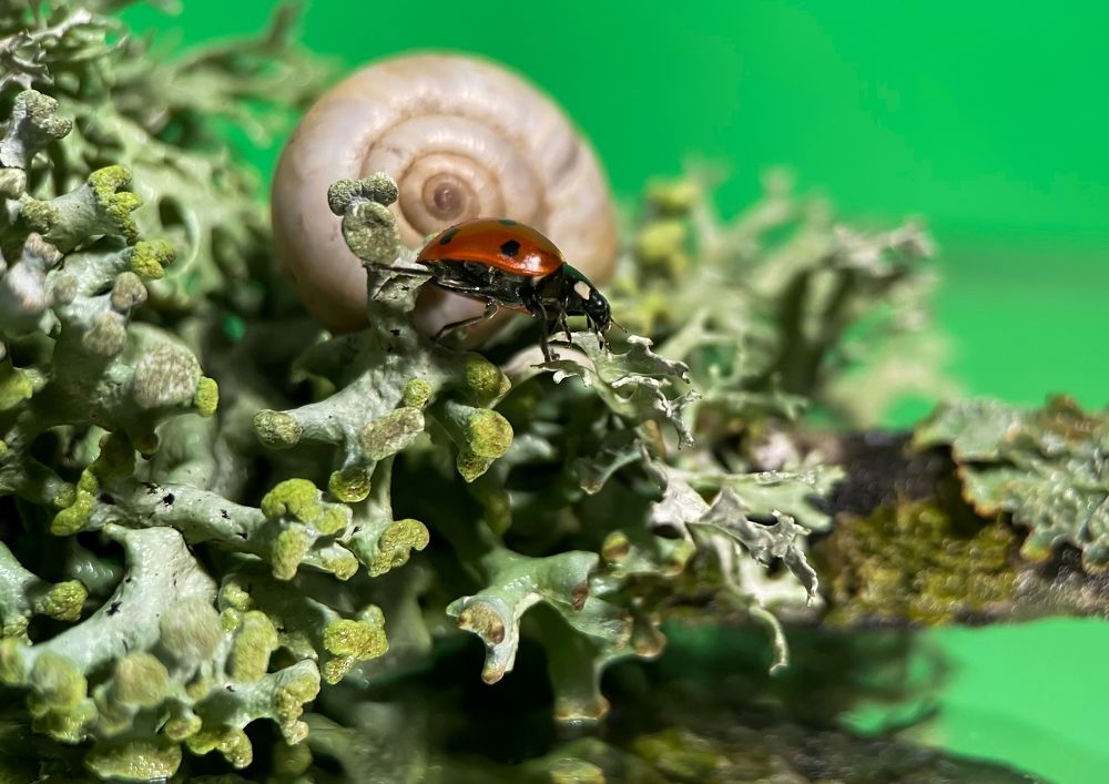 Photograph by Мария Чернецова