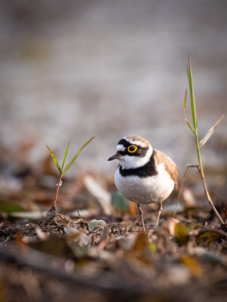 Photograph by Soumyadip Nag