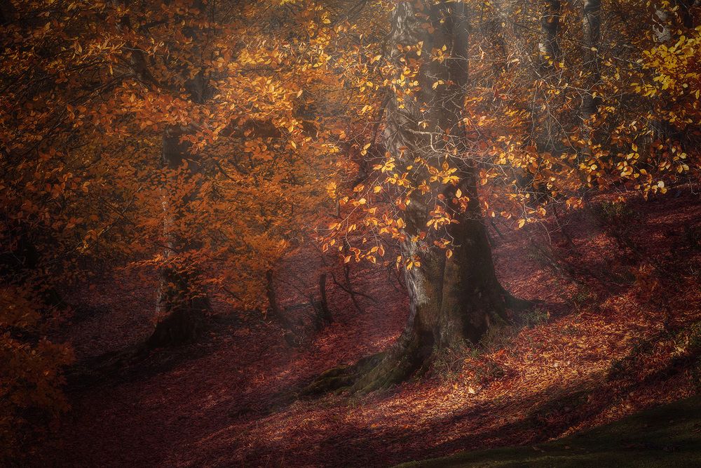 Photograph by Amir Ramezani