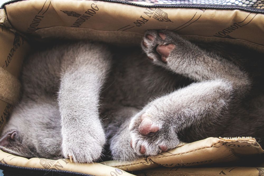 Photograph by Ali Abu Ras