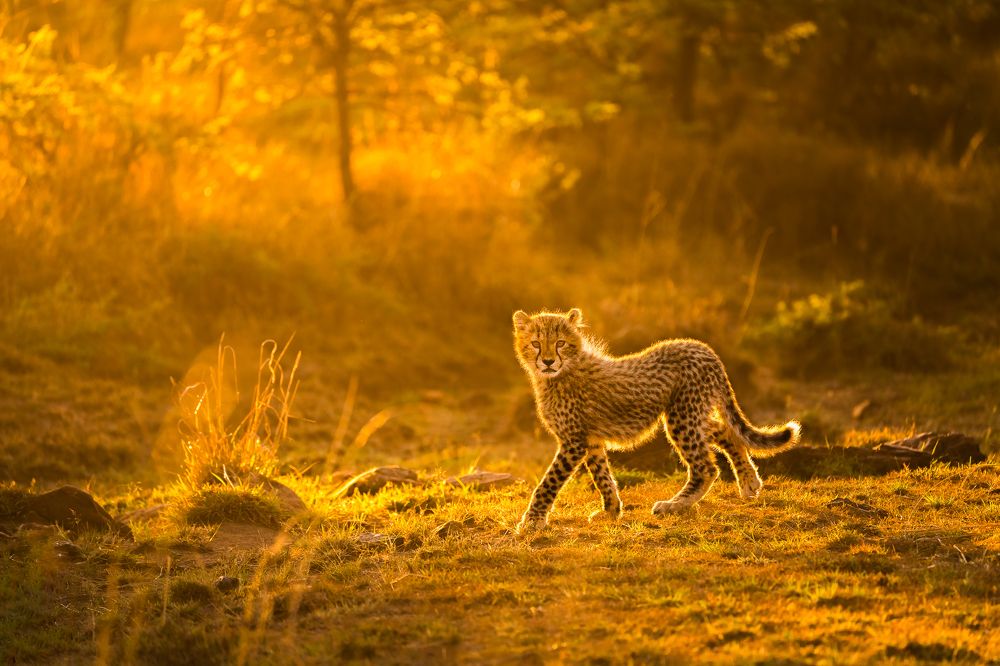 Cheetah