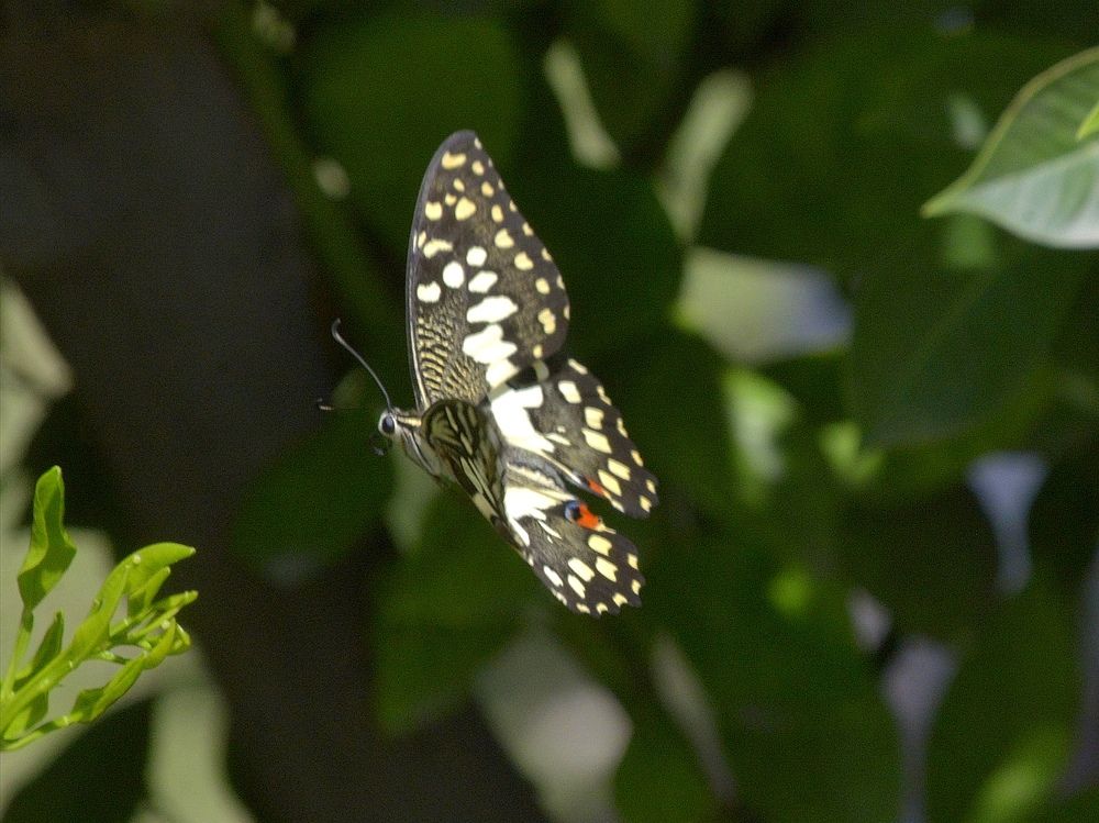 Photograph by MAHMOOD AKBAR