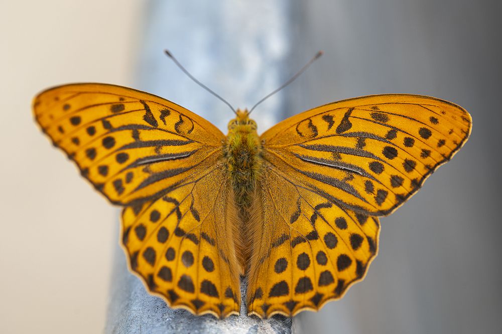 Photograph by Intars Supins