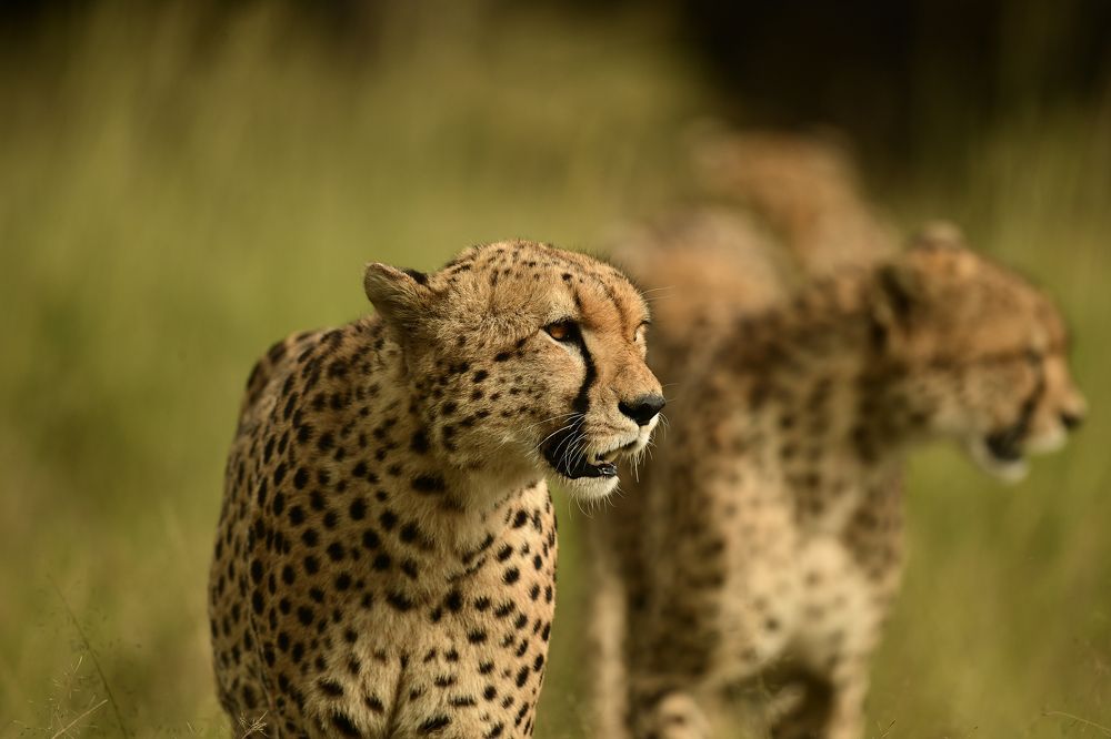 Photograph by Chinmay Fichadiya