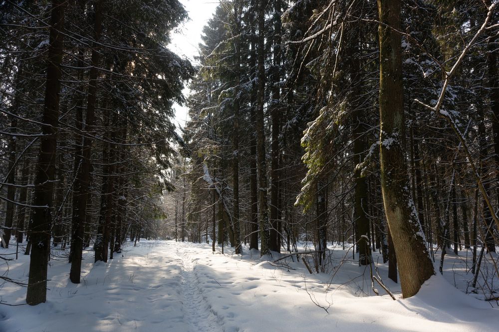 Photograph by Александр Корнейчев