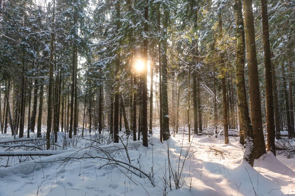 Photograph by Александр Корнейчев