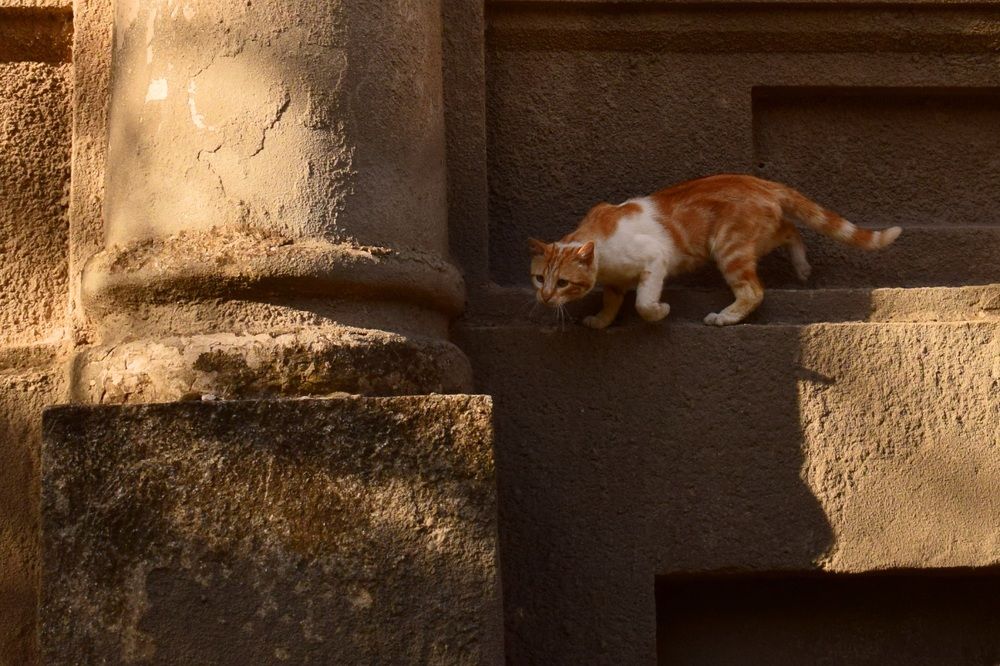 Крадущийся рыжик. 2017г.